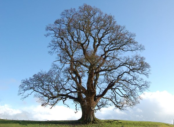 C__Data_Users_DefApps_AppData_INTERNETEXPLORER_Temp_Saved Images_Oak_20tree