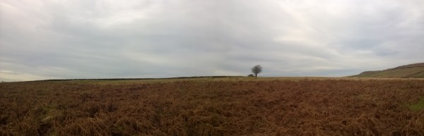 wp_20151228_11_17_31_panorama-1